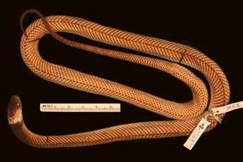 Media type: image;   Herpetology R-156875